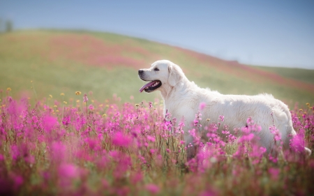 dog in field - dogs, labrador, cute, animals