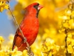 CARDINAL