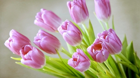 TULIPS - PURPLE, LEAVES, STEMS, PETALS