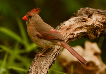 CARDINAL - nature, wings, limb, feathers