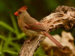 CARDINAL