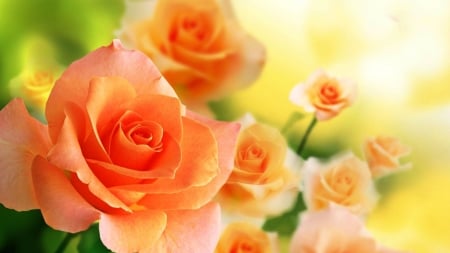 ROSES - leaves, colors, stems, petals