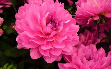 FLOWERS - leaves, petals, pink, green