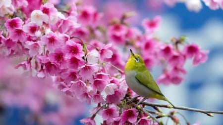 BIRD - wings, blooms, nature, colors