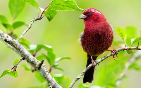 BIRD - leaves, wings, branches, feathers