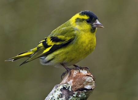 BIRD - wings, colors, feathers, perched