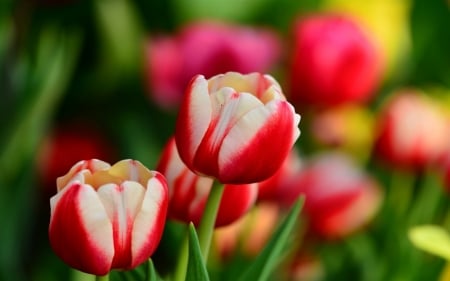 TULIPS - leaves, stems, petals, colors