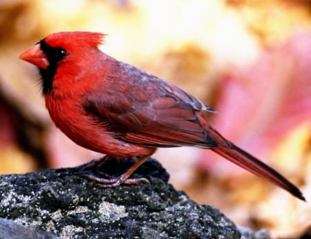 CARDINAL - wings, colors, feathers, perched