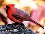 CARDINAL