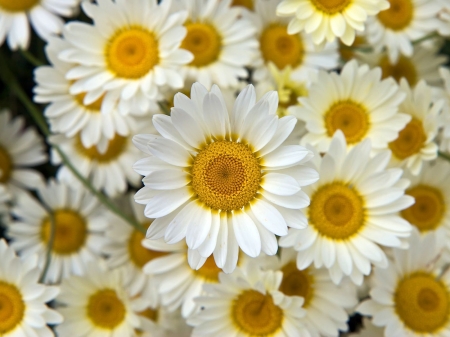 DAISIES - flowers, stems, nature, colors