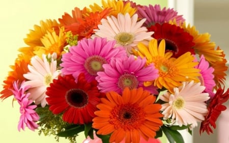 DAISIES - colors, petals, gerberas, vase