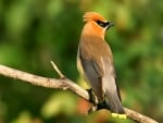 WAXWING