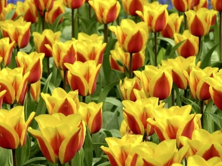 TULIPS - leaves, stems, petals, colors