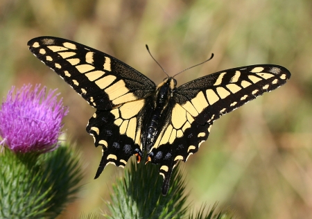 BUTTERFLY - wings, leaves, flower, colors