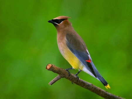 WAXWING - wings, feathers, branch, perched