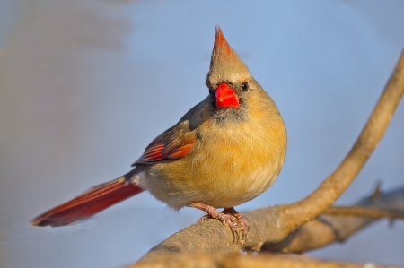 CARDINAL - PERCHED, LIMB, WINGS, FEATHERS