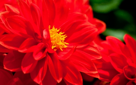 FLOWERS - red, leaves, petals, green