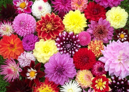 DAHLIAS - flowers, petals, nature, colors