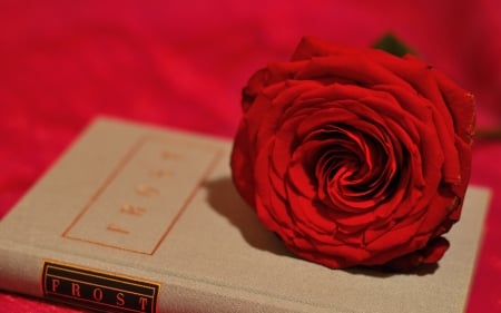 Rose - red, book, trandafir, rose, flower