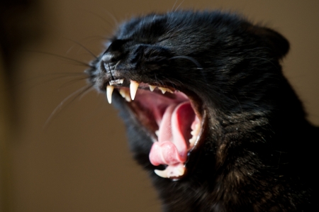 Cat - black, pisica, funny, pink, tongue, cat