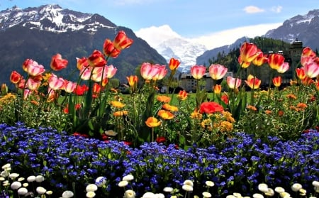 Pretty Flowers - tulip, daisy, pretty, flower