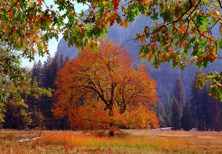 Elm Tree, Yosemite National Park - autumn, california, fall, mountains, colors, usa