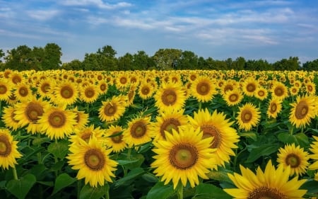 sunflowers - field, sunflowers, trees, summer