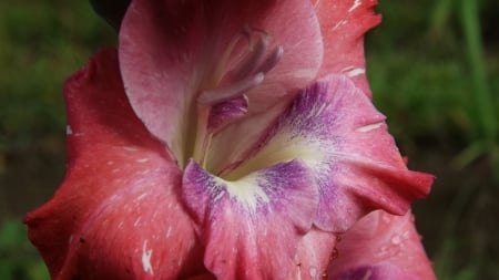 Gorgeous Gladiola - multicolored blooms, beautiful flowers, closeup photography, gladiola