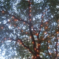 lighted trees