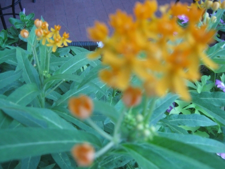 orange flower - nature, plant, flowers, plants, flower