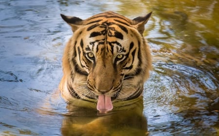 taking a drink - animals, cats, water, big, tiger