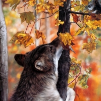 autumn wolf