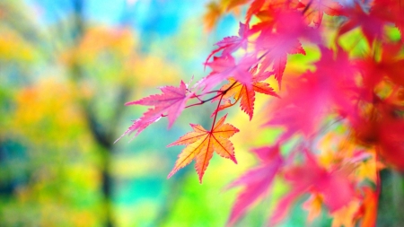 colorful leaves - nature, autumn, leaves, colorful, tree