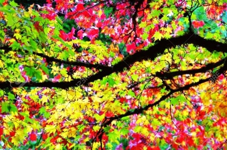 Maple tree - colors, maple, tree, autumn