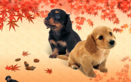 puppies - cute, puppies, dogs, animals