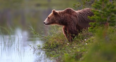 lunch - bears, rivers, cute, animals