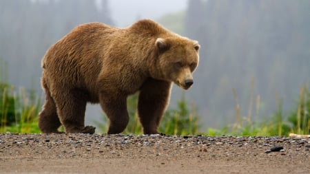 roadside - jungle, bears, animals, wildlife