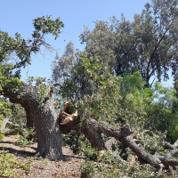 Broken Thousand Oaks  Tree