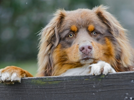 I see you! - paw, caine, fence, dog, animal