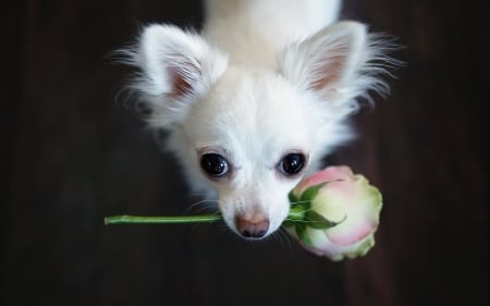 For you! - trandafir, puppy, lovely, rose, white, caine, pink, dog, cute