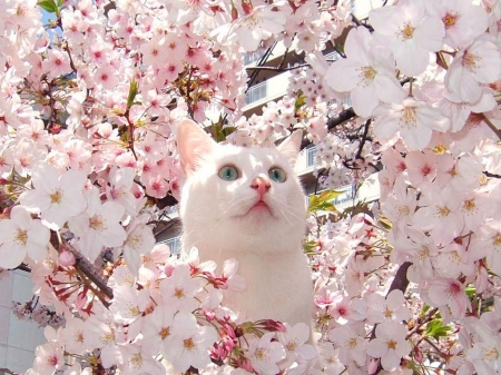 Cat - animal, pink, cute, spring, blossom, cat, sakura, white, pisica