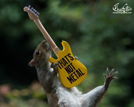 Squirrels rocks - guitar, animal, yellow, max ellis, funny, cute, squirrel, veverita