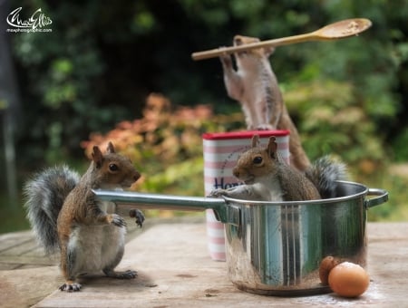 The great british squirrel bake-off - spoon, veverita, max ellis, the great british squirrel bake-off, animal, funny, pot, cute