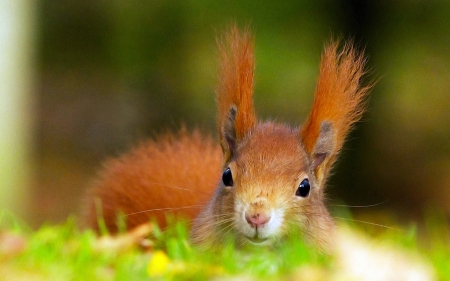 Squirrel - veverita, face, squirrel, red, animal, funny, cute