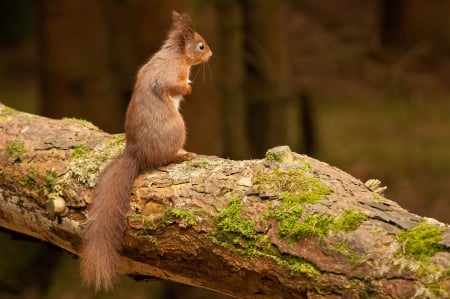 Squirrel - animal, wood, cute, squirrel, veverita