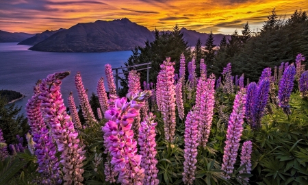 Lupines at the Lake - nature, lake, flower, lupine