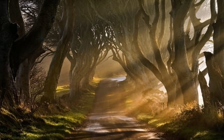 Sunshine Alley - morning, sunrays, path, trees