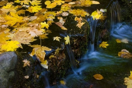 California Fall Colors - leaves, water, maple, autumn