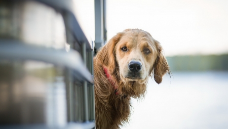 watching - cute, labrador, dogs, animals