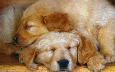 How Cute - cute, puppies, dogs, animals